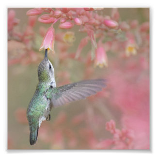 Foto Colibrí bebiendo flores