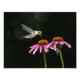Foto Colibrí Con Flor De Conflor