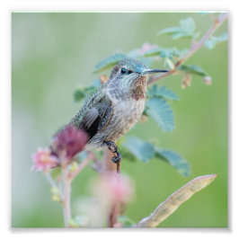 Foto Colibrí con flor rosa