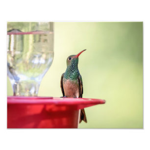 Foto Colibrí con vientre 14x11 en Texas