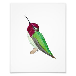 Foto Colibrí de Anna