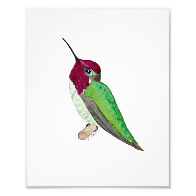 Foto Colibrí de Anna (Frente)