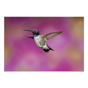 Foto Colibrí de barbilla negra, Archilochus