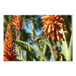 Foto Colibrí de Garganta Negra en Vuelo