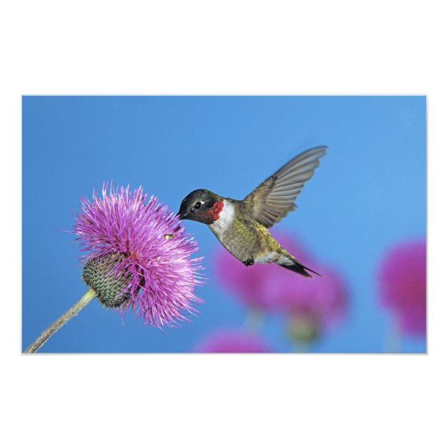 Foto Colibrí de garganta rubí (Frente)