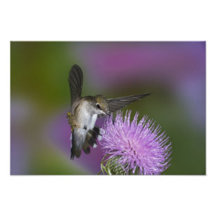 Foto Colibrí de garganta rubí en vuelo en cardo