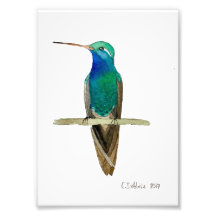 Colibrí de Pico Ancho