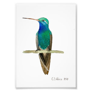 Foto Colibrí de Pico Ancho