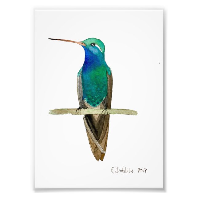 Foto Colibrí de Pico Ancho (Frente)