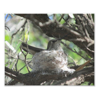 Foto Colibrí en nido