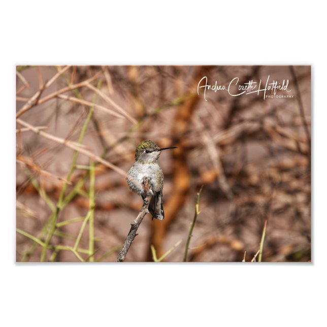 Foto Colibrí en Paz (Frente)