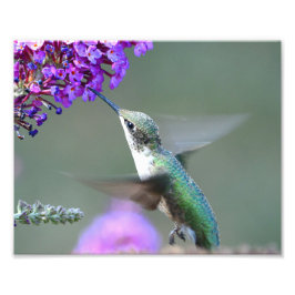 Foto Colibrí en un matorral