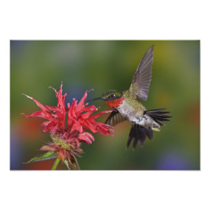 Foto Colibrí garganta de rubí macho