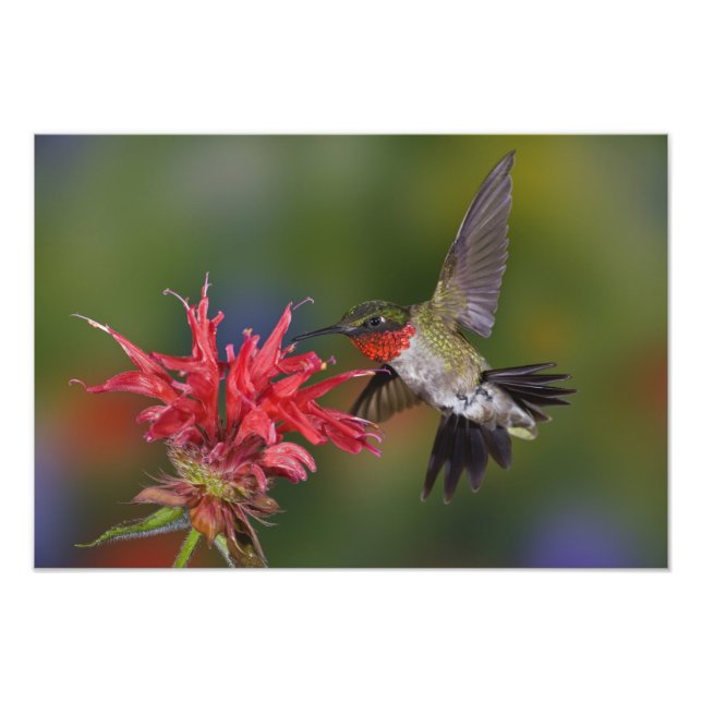 Foto Colibrí garganta de rubí macho (Frente)