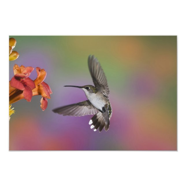 Foto Colibrí garganta rubí hembra en vuelo (Frente)