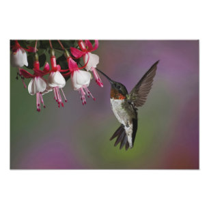 Foto Colibrí garganta rubí macho