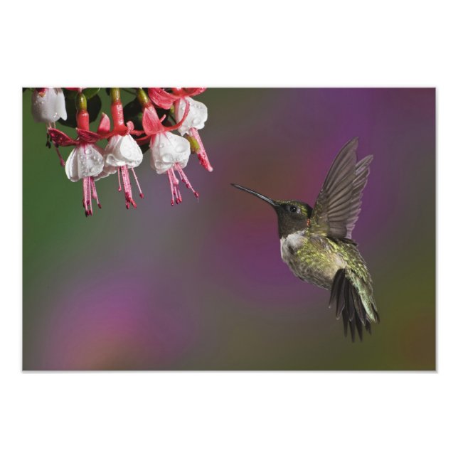 Foto Colibrí garganta rubí macho, Archilochus (Frente)
