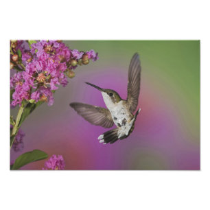 Foto Colibrí garganta rubí macho juvenil