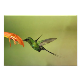Foto Colibrí Rabopico Verde, Cordillera