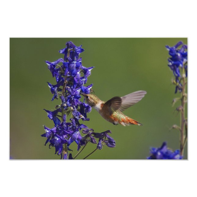 Foto Colibrí rufescente (Frente)