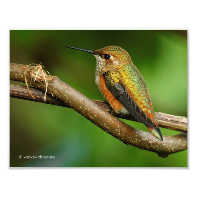 Foto Colibrí rufo hermoso en vides que trenzan (Frente)