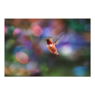 Foto Colibrí volador y fondo colorido