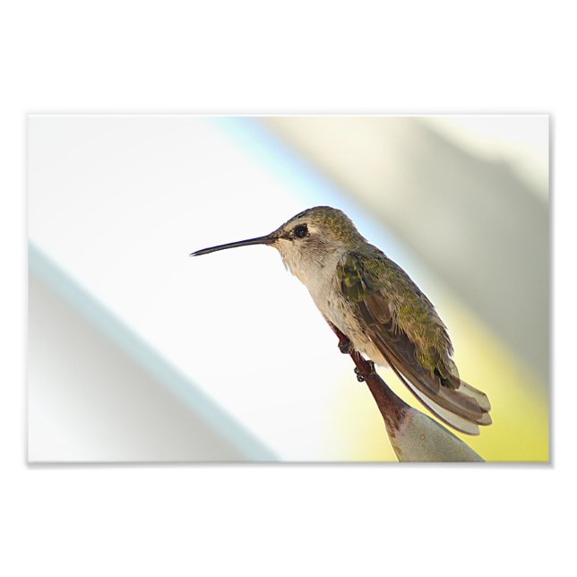 Foto Colibrí y agave (Frente)