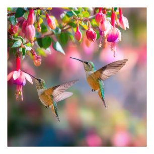 Foto Colibríes Flores de Fucsia Danza Iridescente