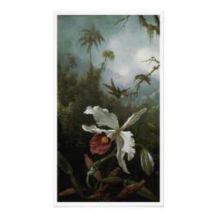 Foto Colibríes y Orquídea Blanca por Martin J. Heade