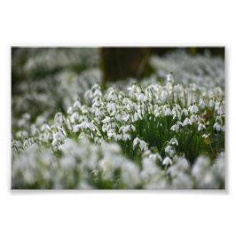 Foto Colirio de nieve