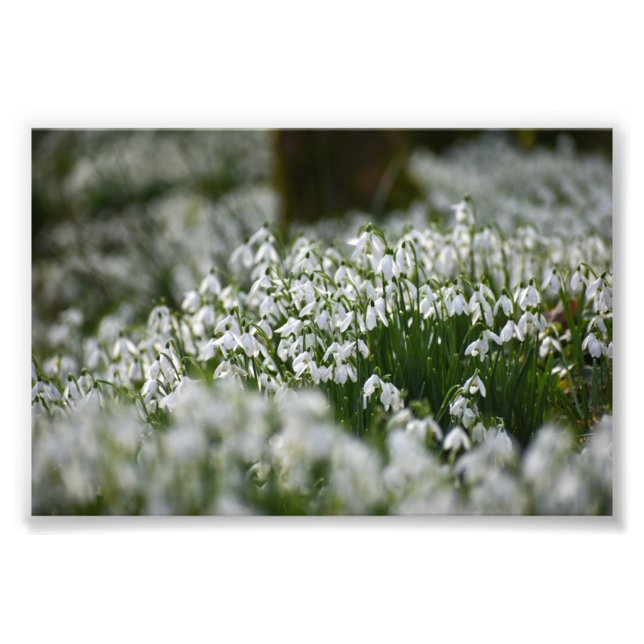 Foto Colirio de nieve (Frente)