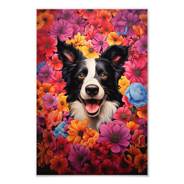 Foto Collie fronterizo en flores (Frente)