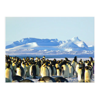 Foto Colonia pingüino sobre hielo