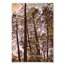 Foto color de la imagen de los árboles