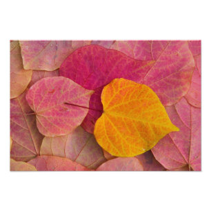 Foto Color otoñal en Forest Pansy Redbud caído