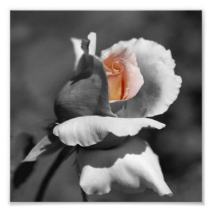 Foto Color Parcial Blanco Y Negro De Peach Rosebud 8x8