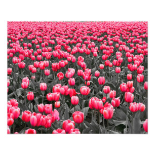 Foto Color selectivo Minimalista de flor rosa