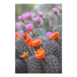 Foto Colores de las flores de cactus del desierto