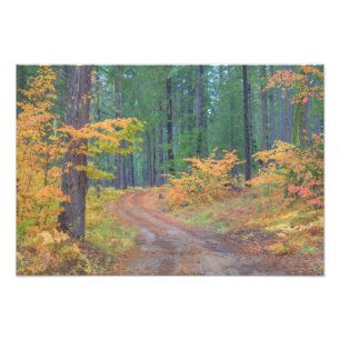 Foto Colores de otoño de bosques en The Cascade 6