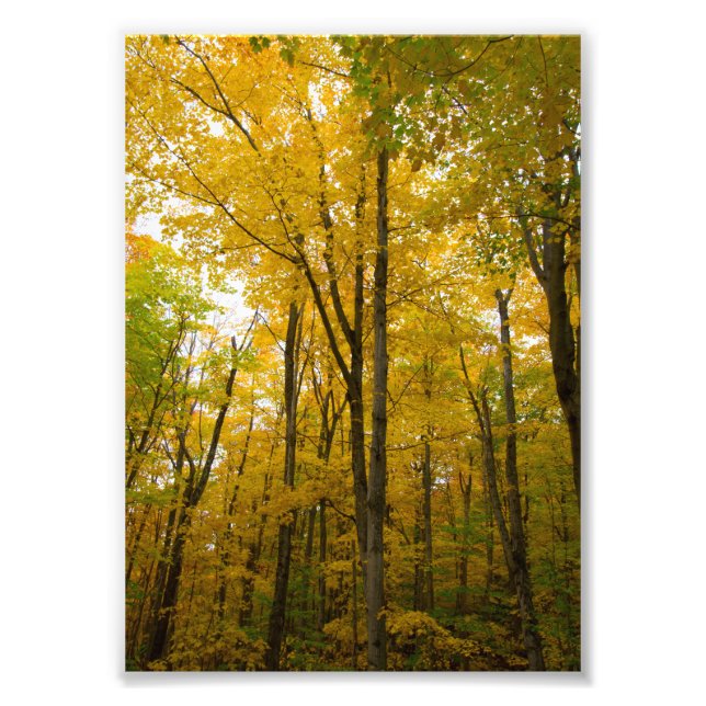 Foto Colores de otoño, Munising, Michigan (Frente)