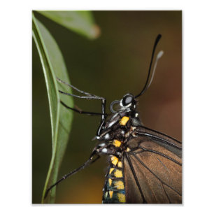 Foto Colores de una cebra longwing