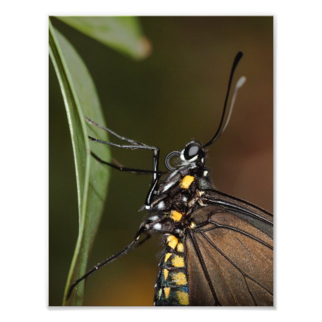 Foto Colores de una cebra longwing (Frente)