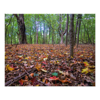 Foto Colores otoñales del bosque