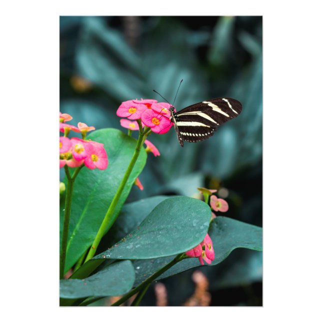 Foto colorful butterfly in the garden (Frente)