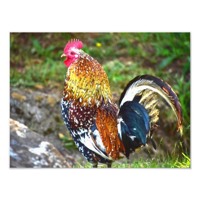 Foto Colorful Rooster - Kauai, Hawaii (Frente)