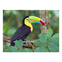 Colorido Toulé Encaramado en una rama de árbol