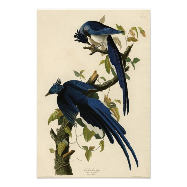 Foto Columbia Jay de Audubon's Birds of America (Frente)