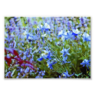 Foto Columbines azul - flores