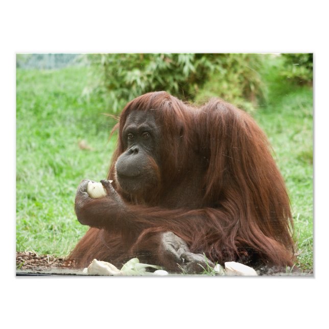 Foto Comer Orangutan (Frente)