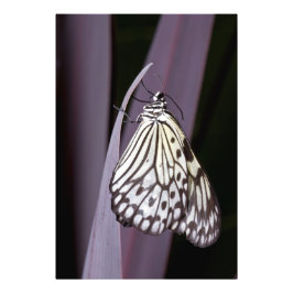 Foto Cometa de papel sobre agave púrpura
